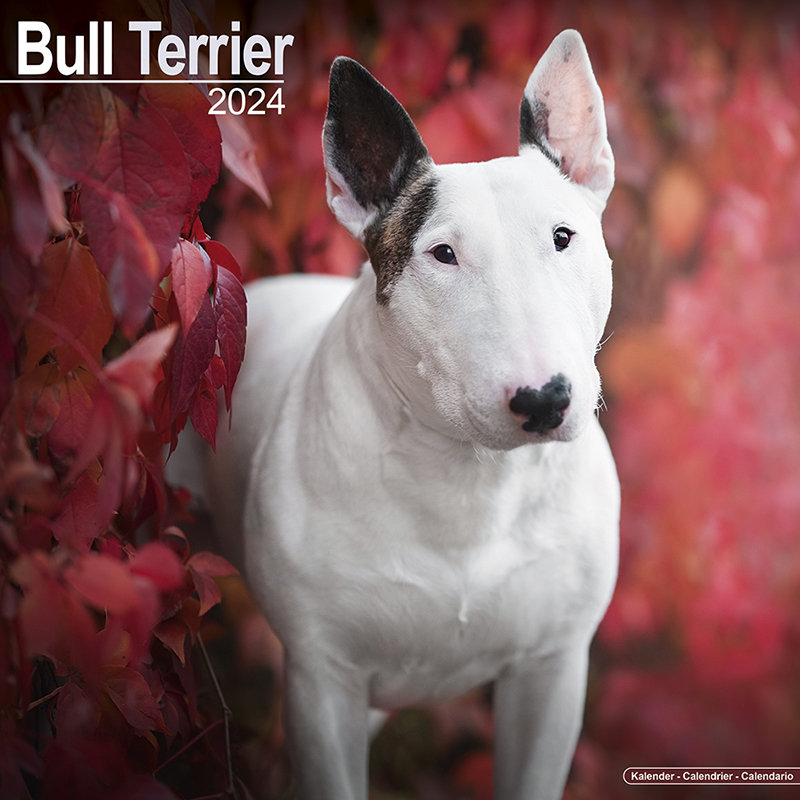 English Bull Terrier Calendar 2024 (Square) Dogs Naturally